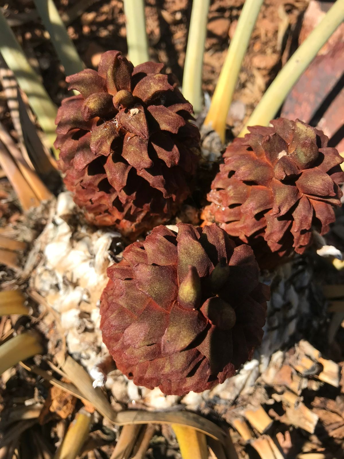 Cycad Mad Nursery photo 72