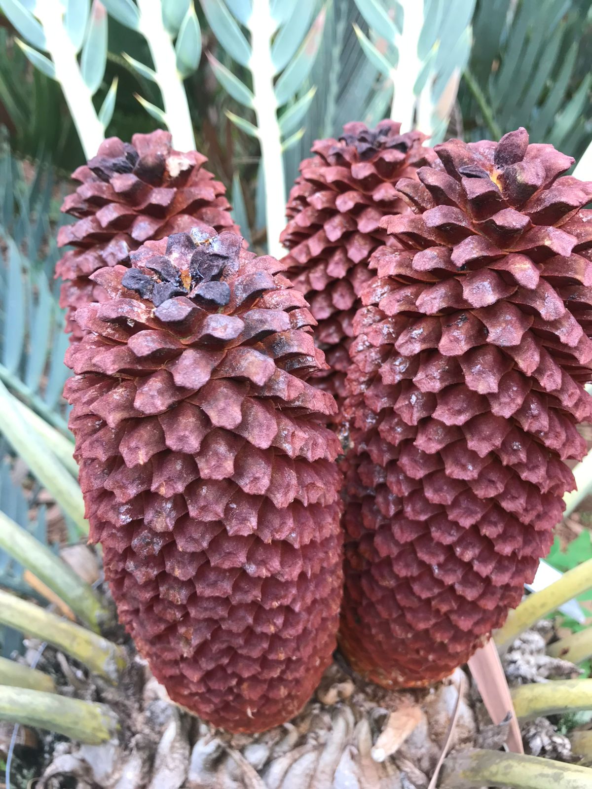 Cycad Mad Nursery photo 74