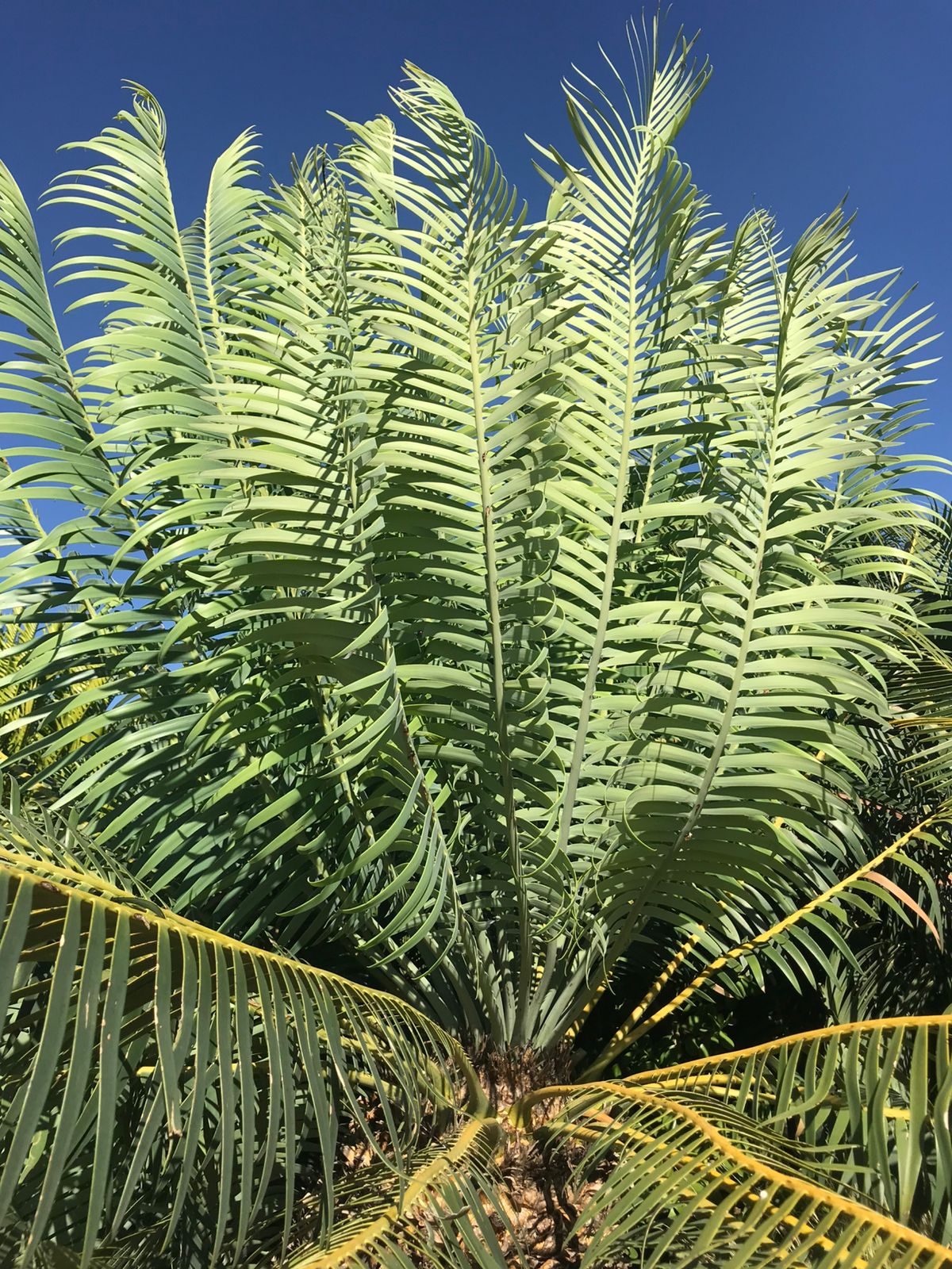 Cycad Mad Nursery photo 75
