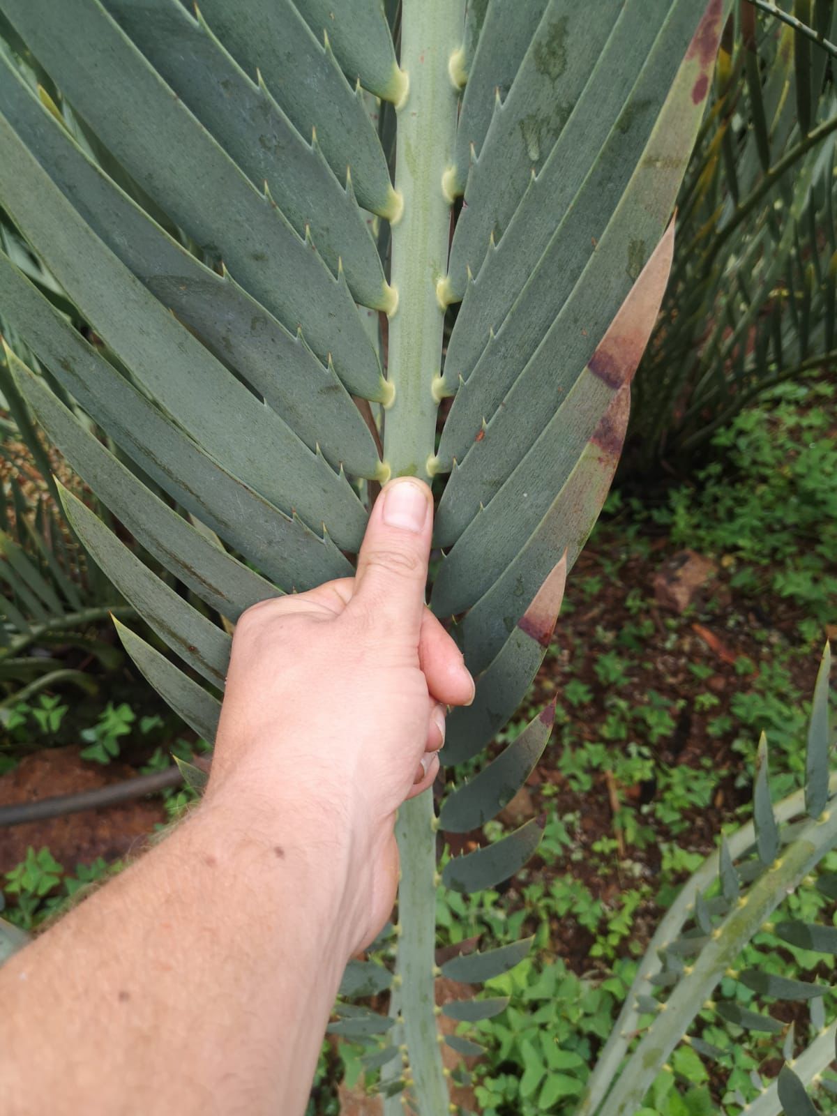 Cycad Mad Nursery photo 76