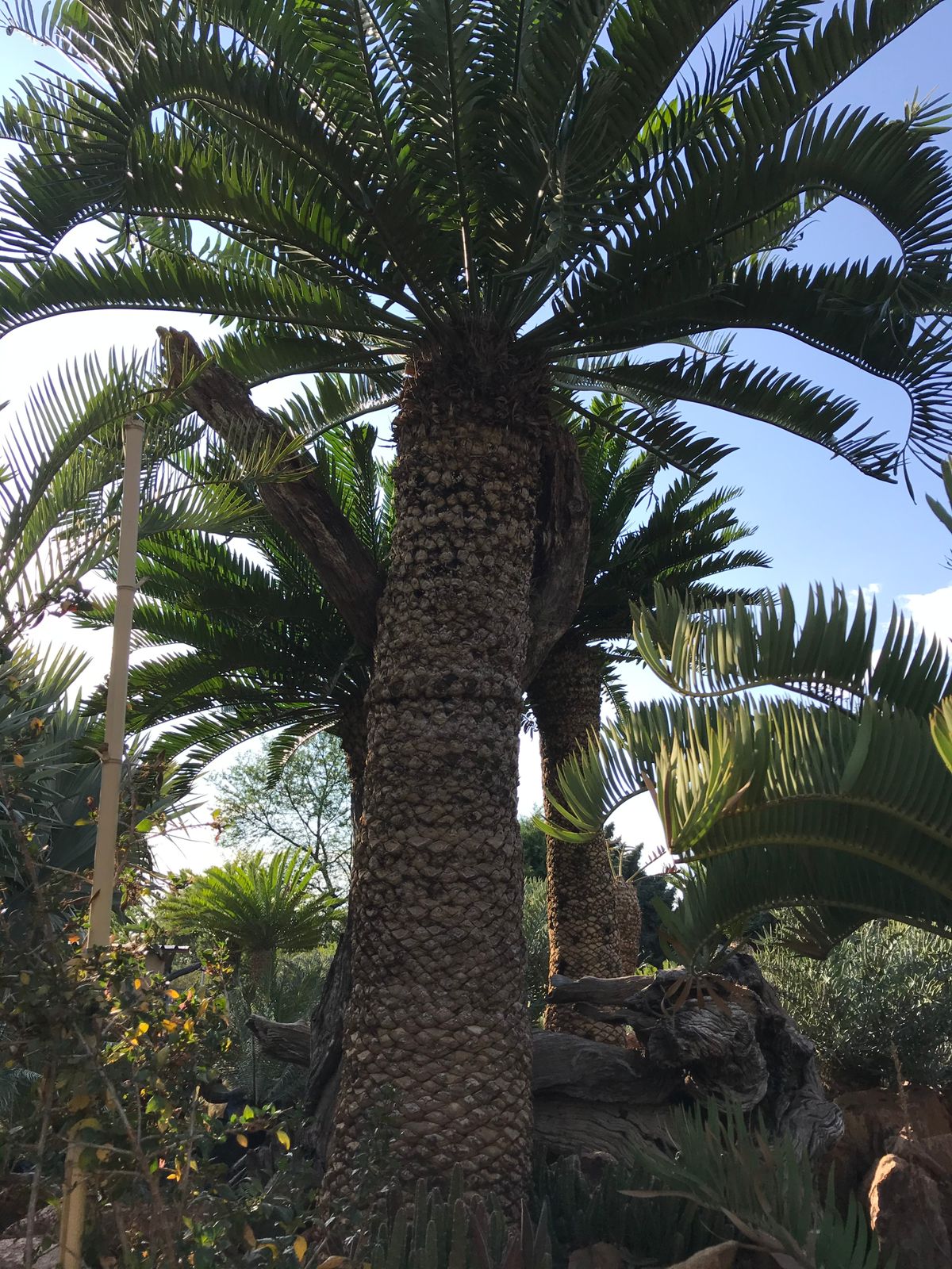 Cycad Mad Nursery photo 78