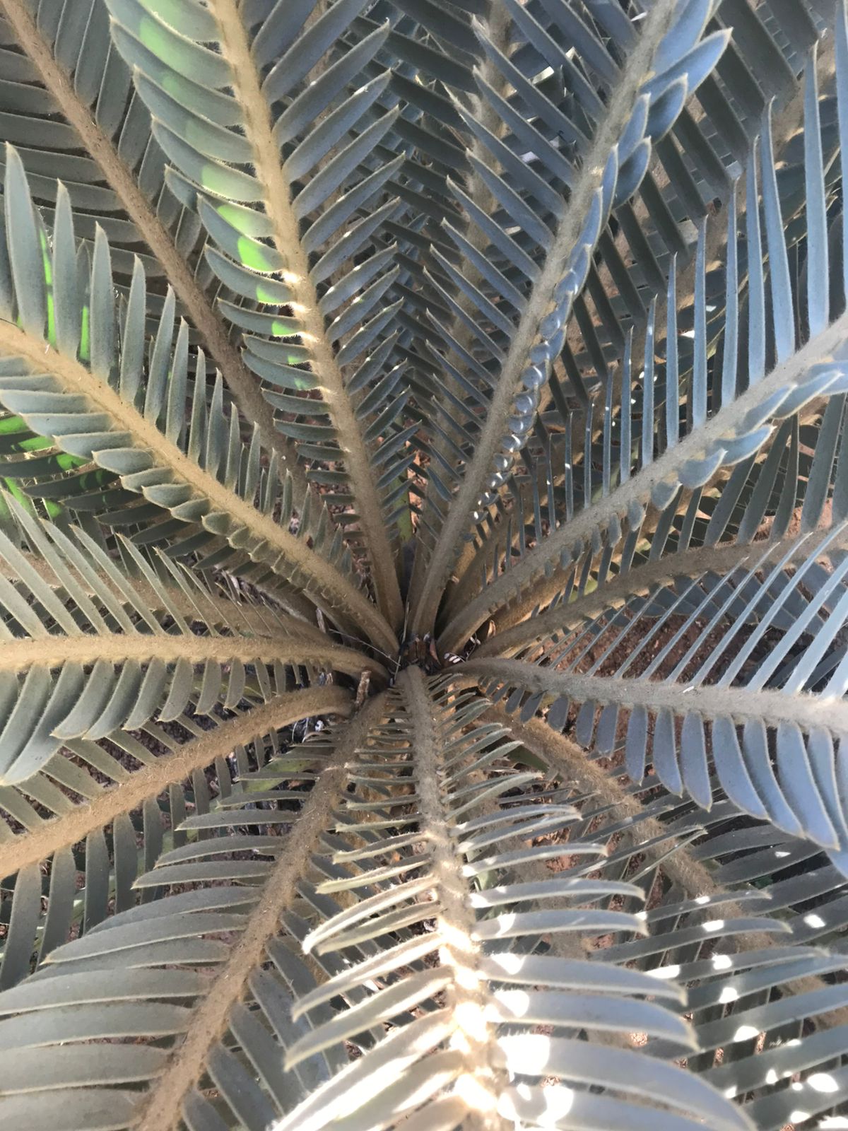 Cycad Mad Nursery photo 80